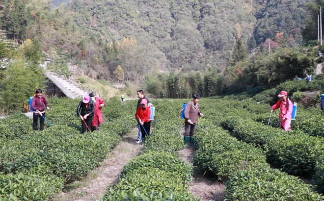 科技为歙县乡村茶产业振兴插上腾飞翅膀