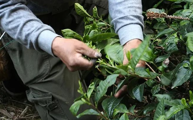 安徽春茶的产地和特点