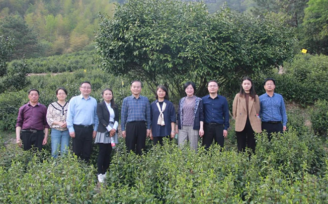 黄山市领导调研王光熙松萝茶业公司，深入了解茶产业现状与未来发展